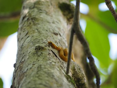 little bocaraca snake in a tree in costa rica