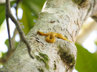 little bocaraca snake in a tree in costa rica