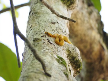 little bocaraca snake in a tree in costa rica