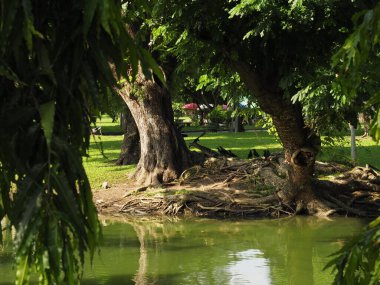 Tayland 'daki Bangkok Lumphini Parkı