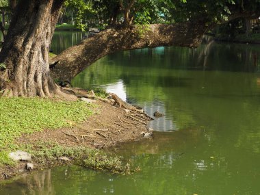 Tayland 'daki Bangkok Lumphini Parkı