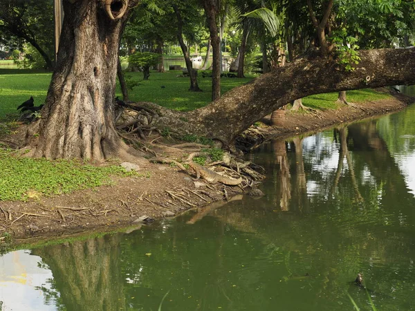 stock image Lumphini Park of bangkok in thailand