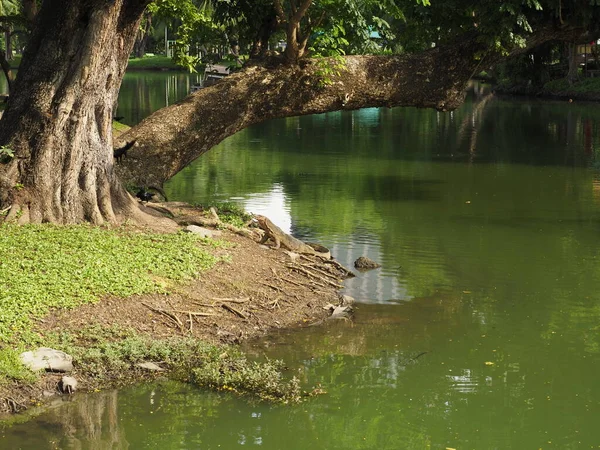 Tayland 'daki Bangkok Lumphini Parkı
