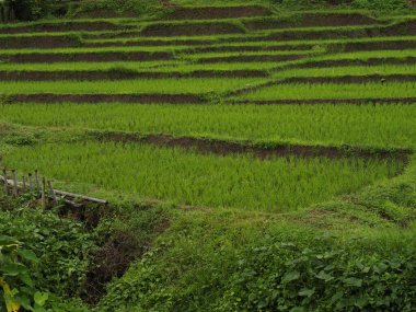 bamboo bridge of pai thailand