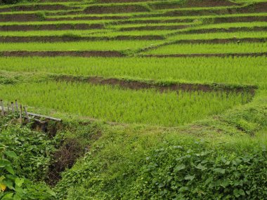 bamboo bridge of pai thailand