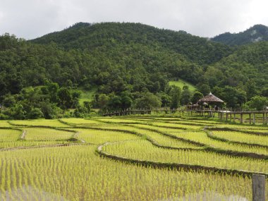 bamboo bridge of pai thailand