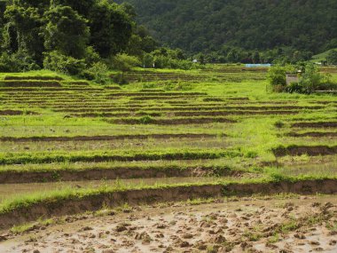 bamboo bridge of pai thailand