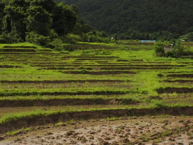 bamboo bridge of pai thailand
