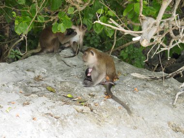 Tayland 'daki maymun plajı.