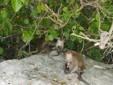 Tayland 'daki maymun plajı.