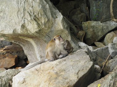 Tayland 'daki maymun plajı.