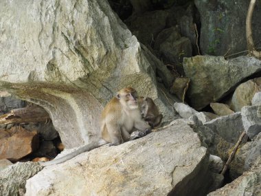 Tayland 'daki maymun plajı.