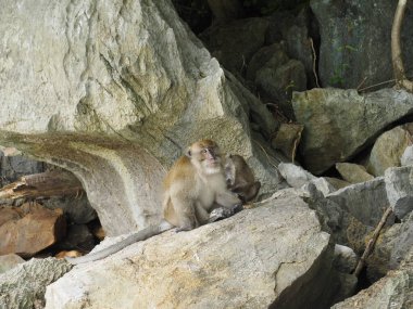 Tayland 'daki maymun plajı.