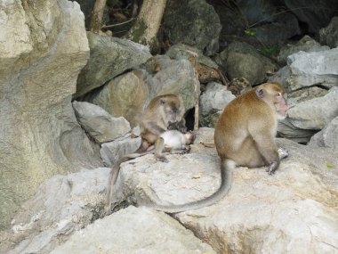 Tayland 'daki maymun plajı.