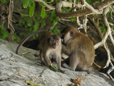 Tayland 'daki maymun plajı.