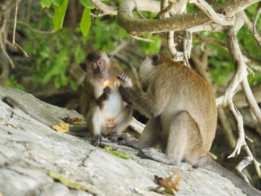 Tayland 'daki maymun plajı.