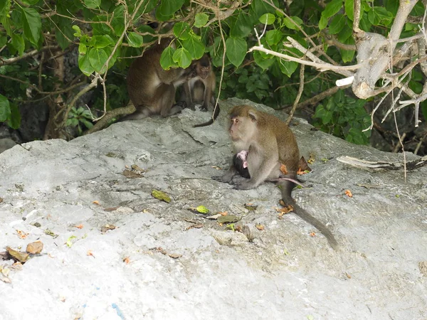 Playa Monos Tailandia Phi Phi —  Fotos de Stock