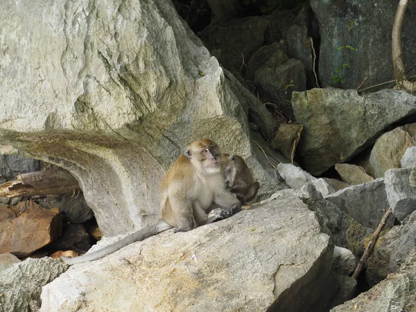 Tayland 'daki maymun plajı.