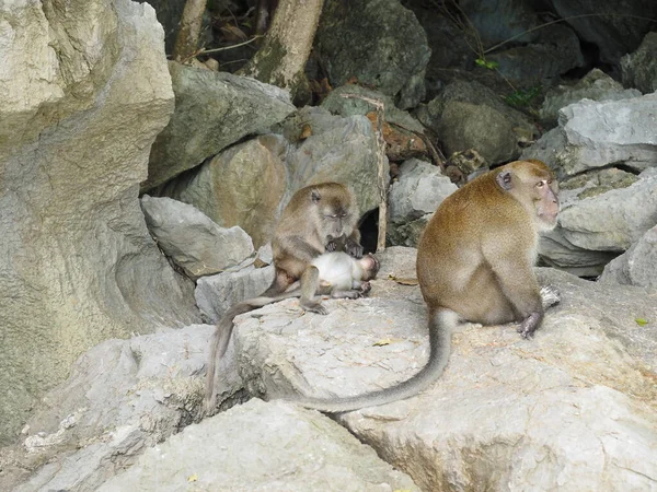 Tayland 'daki maymun plajı.