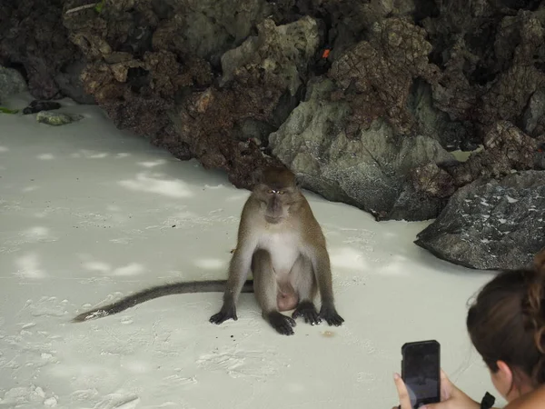 Μαϊμού Παραλία Στην Ταϊλάνδη Phi Phi — Φωτογραφία Αρχείου