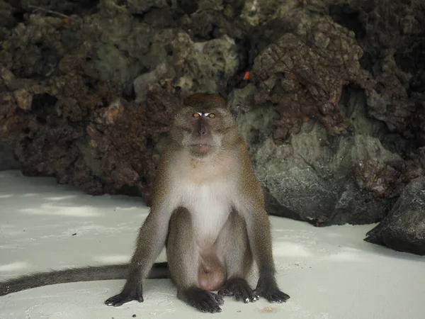 Opice Pláž Thailand Phi — Stock fotografie