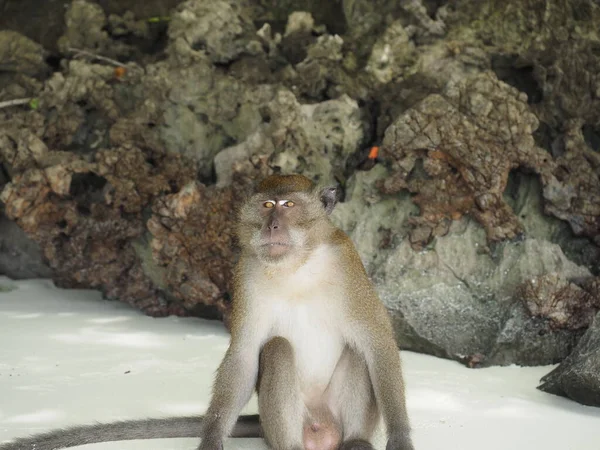 Μαϊμού Παραλία Στην Ταϊλάνδη Phi Phi — Φωτογραφία Αρχείου