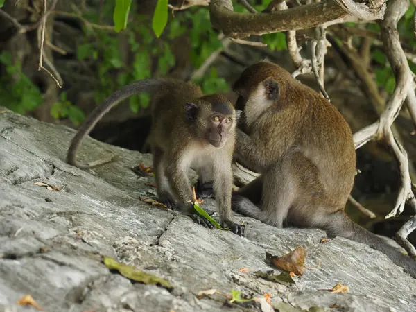 Tayland 'daki maymun plajı.