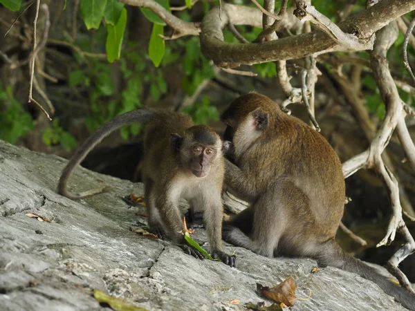 Tayland 'daki maymun plajı.