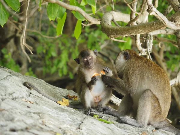 Tayland 'daki maymun plajı.
