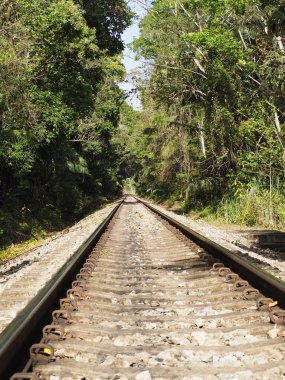 Panama 'daki Soberania yağmur ormanlarının manzarası