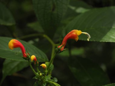 Panama yağmur ormanlarında yabani çiçekler