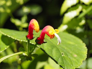 Panama yağmur ormanlarında yabani çiçekler