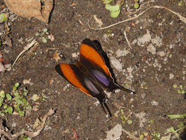 Ormandaki vahşi panama kelebeği