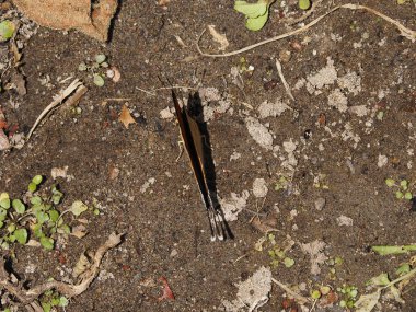 Ormandaki vahşi panama kelebeği