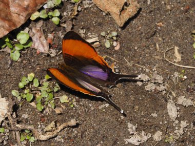 Ormandaki vahşi panama kelebeği