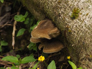 Panama yağmur ormanlarında yabani çiçekler