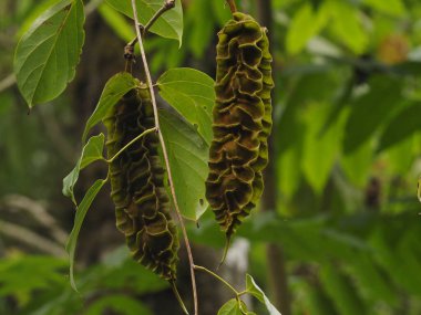 Panama yağmur ormanlarında yabani çiçekler