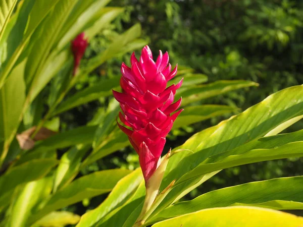 stock image wild flower in panama rainforest