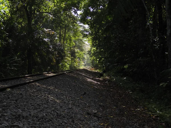 Vista Selva Tropical Sobriania Panama —  Fotos de Stock