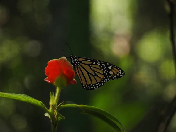 Borboleta Selvagem Panamá Floresta — Fotografia de Stock