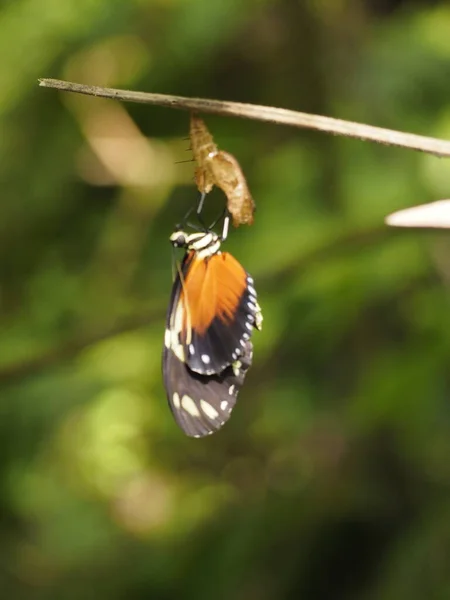 Viltlevende Sommerfugl Panama Skogen – stockfoto
