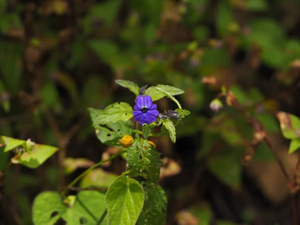Дикий Цветок Тропических Лесах Панамы — стоковое фото