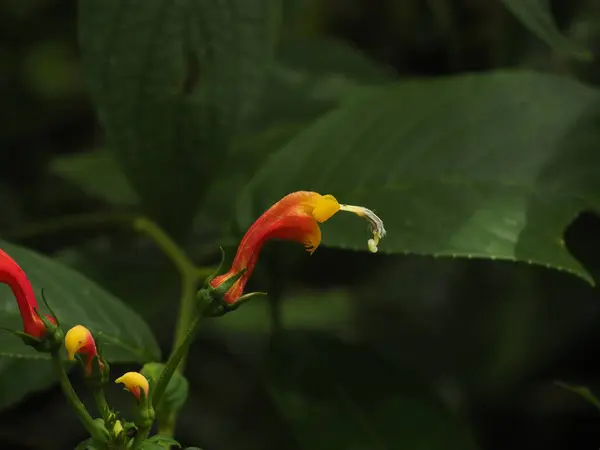 Wildblume Panamaischen Regenwald — Stockfoto