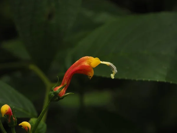 Wildblume Panamaischen Regenwald — Stockfoto