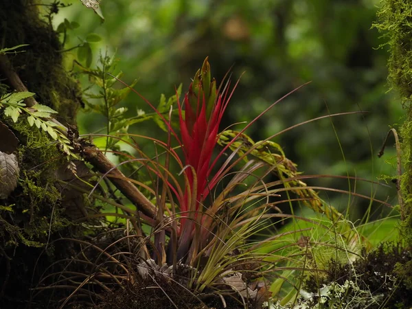 Flor Silvestre Panama Selva —  Fotos de Stock