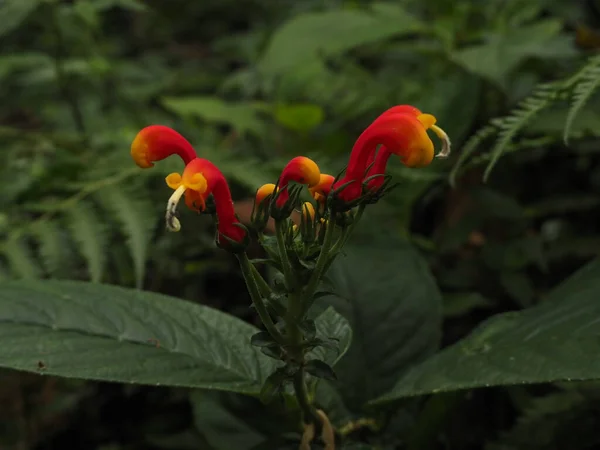 stock image wild flower in panama rainforest