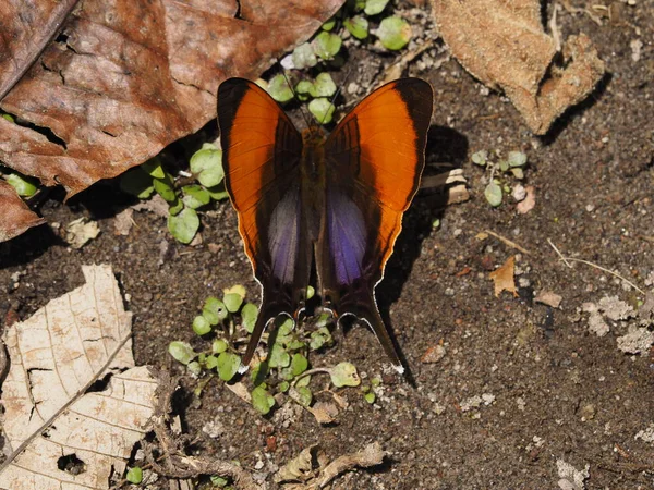 Ormandaki vahşi panama kelebeği