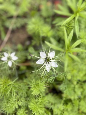 Vahşi bir çiçek makro fotoğraf