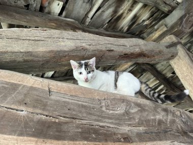 Vahşi bir kedinin portresi