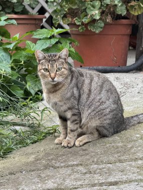 Vahşi bir kedinin portresi